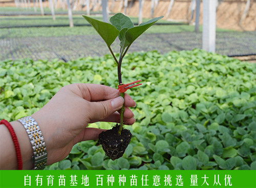 如何买到优质的蔬菜苗？看了这个指南再也不用担心了！