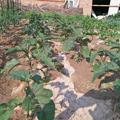 合理安排露地茄子的行株距离，促进健康生长