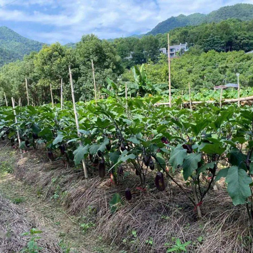 茄子品种选择适宜的行株距离