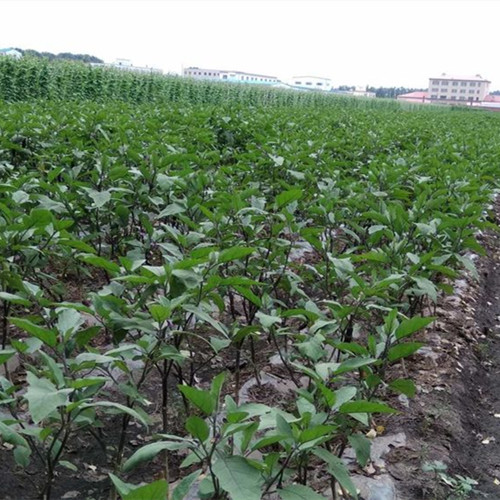 茄子嫁接苗种植基地