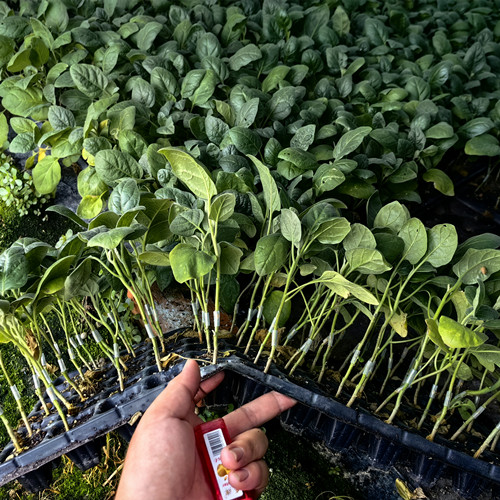 茄子嫁接最佳时机:季节、生长阶段与判断方法 茄子嫁接最佳时机:季节、生长阶段与判断方法
