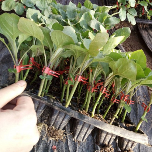 茄子嫁接苗批发：伴随你的绿色旅程