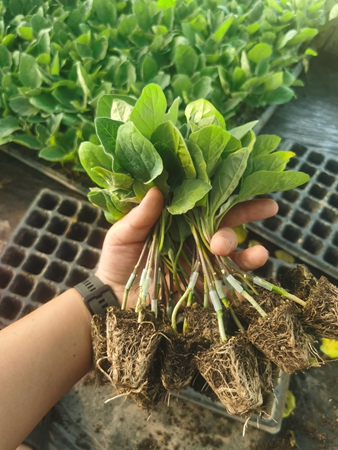 为什么你同行种的茄子产量要比你高？