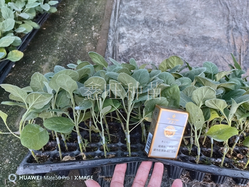 提高嫁接茄子成活率的5个关键措施 提高嫁接茄子成活率的5个关键措施