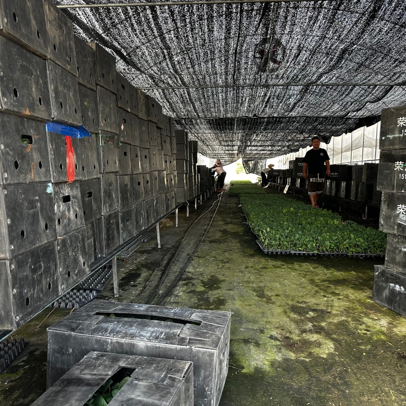 湛江客户代育10万颗茄子嫁接苗打包装车中 湛江客户代育10万颗茄子嫁接苗打包装车中
