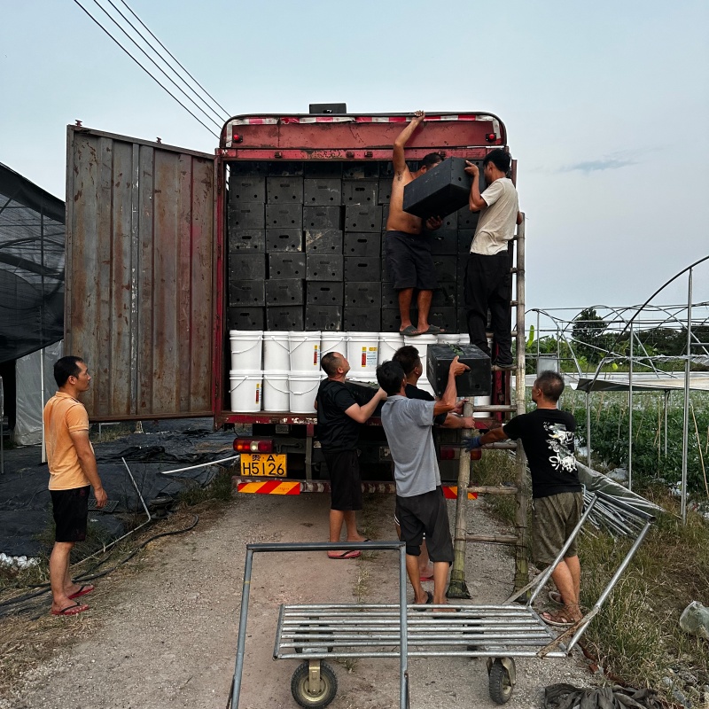 茄子嫁接苗装车 茄子嫁接苗装车
