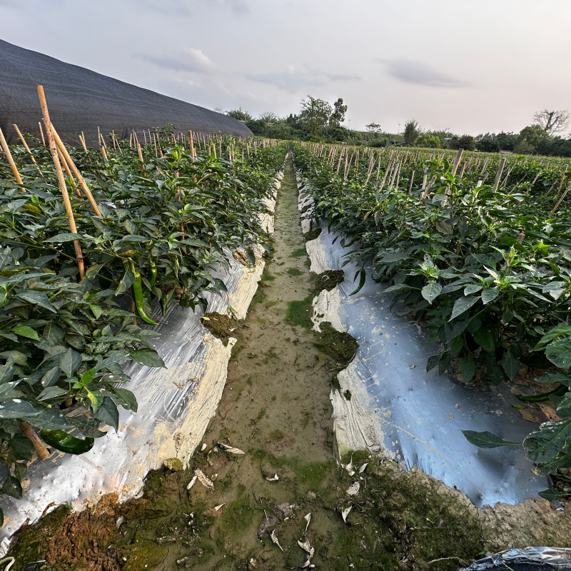 客户蔬菜种植基地 客户蔬菜种植基地