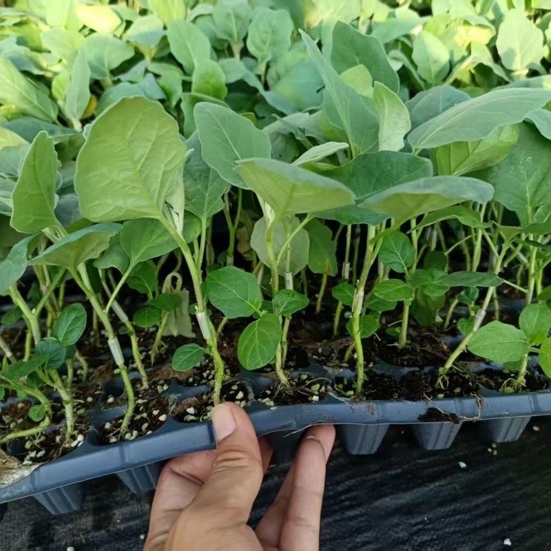 茄子嫁接苗 茄子嫁接苗