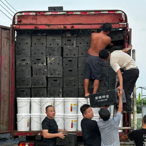 客户代育茄子嫁接苗装车