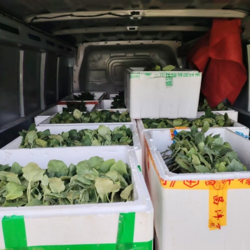 茄子嫁接苗货拉拉运输发货 茄子嫁接苗货拉拉运输发货
