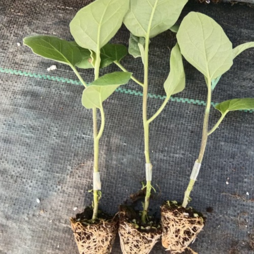 茄子嫁接苗多少钱一棵？100株起订｜惠州鑫旺种苗