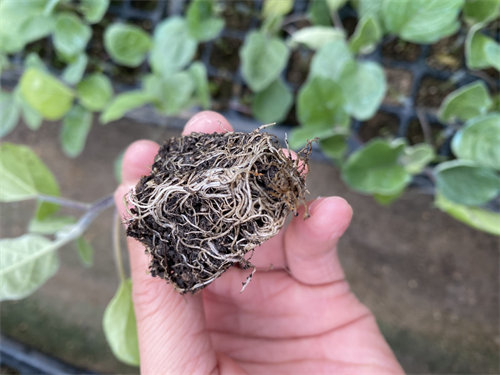 长茄苗根系饱满 长茄苗根系饱满