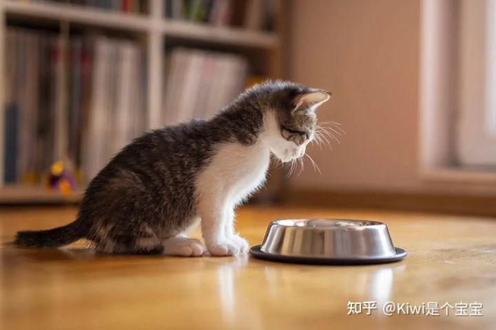 这难道是猫咪不喝水真正的原因？