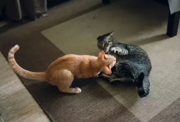 你的猫咪可能感到了压力