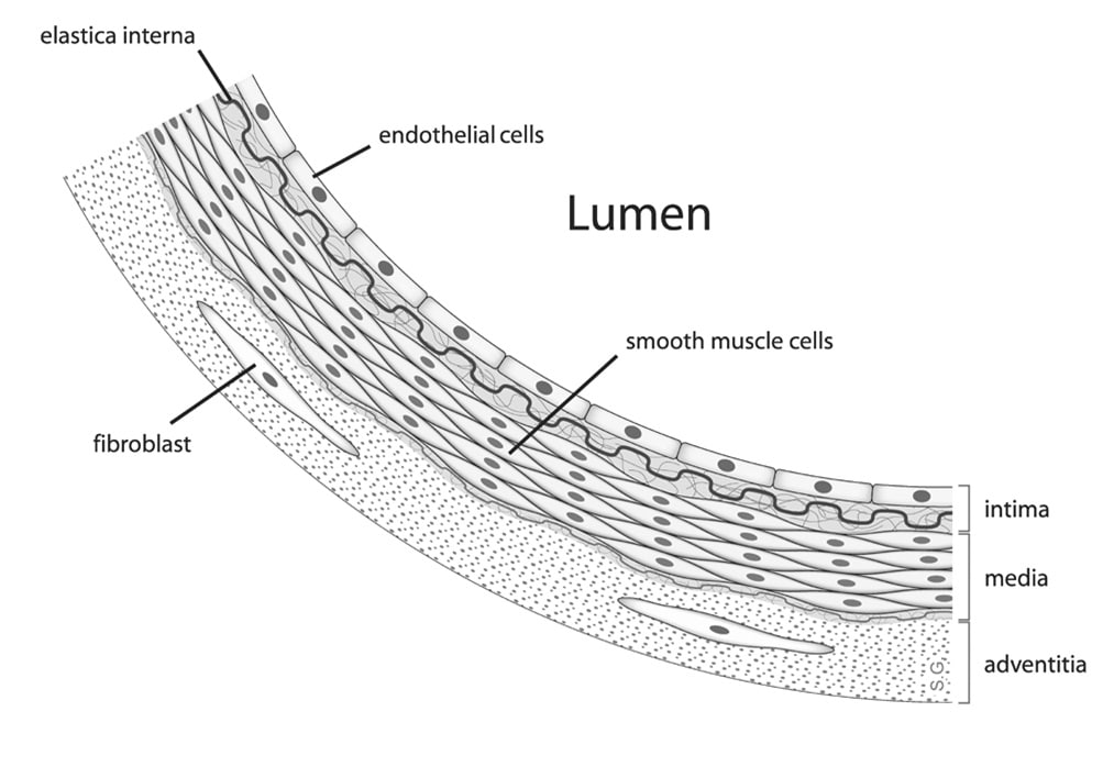 20210924094418_97192.jpg Endothelial-cells.jpg