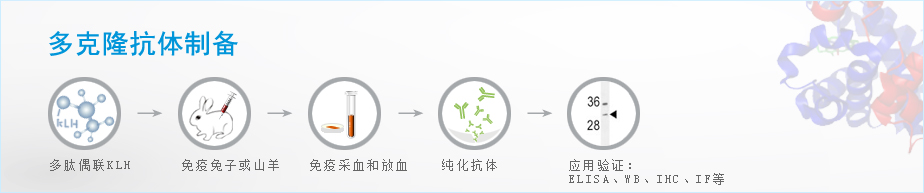 custom-polyclonal-antibody-service-banner.jpg
