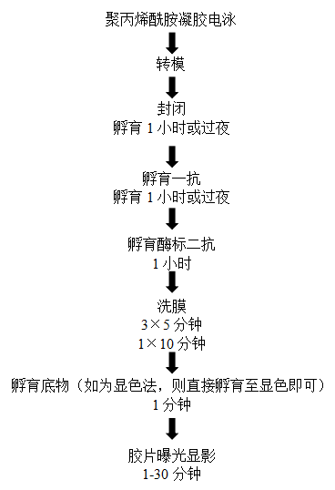 54(2JO82WLFRN34SSON_B`Y.png