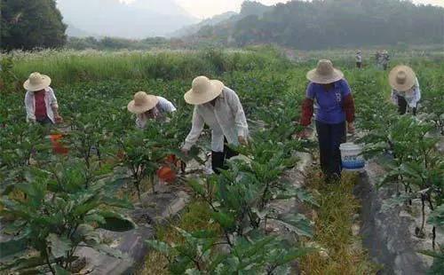 植物微量元素营养与施肥
