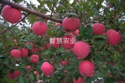 零农残几家公司能做到