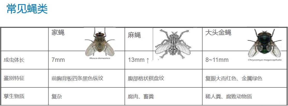 蝇类.jpg